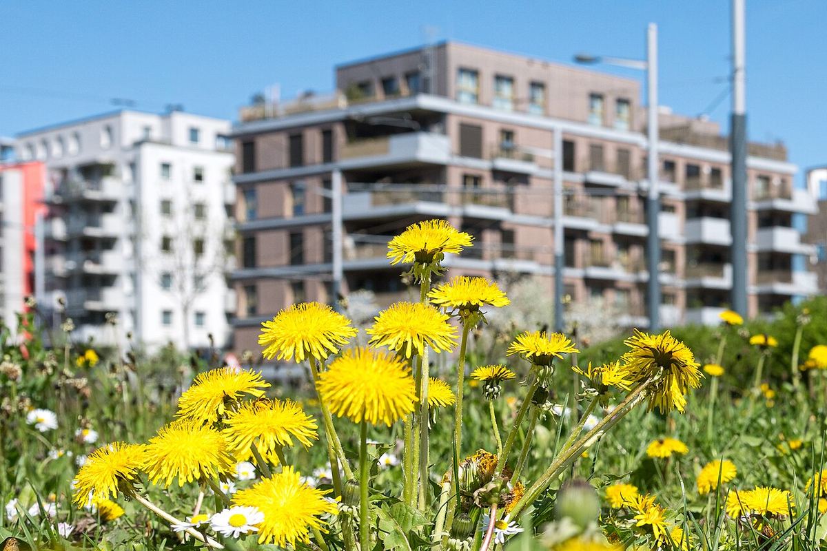 Wiener Wohnhaus mit Energieausweis — Symbolbild zum Thema Recht